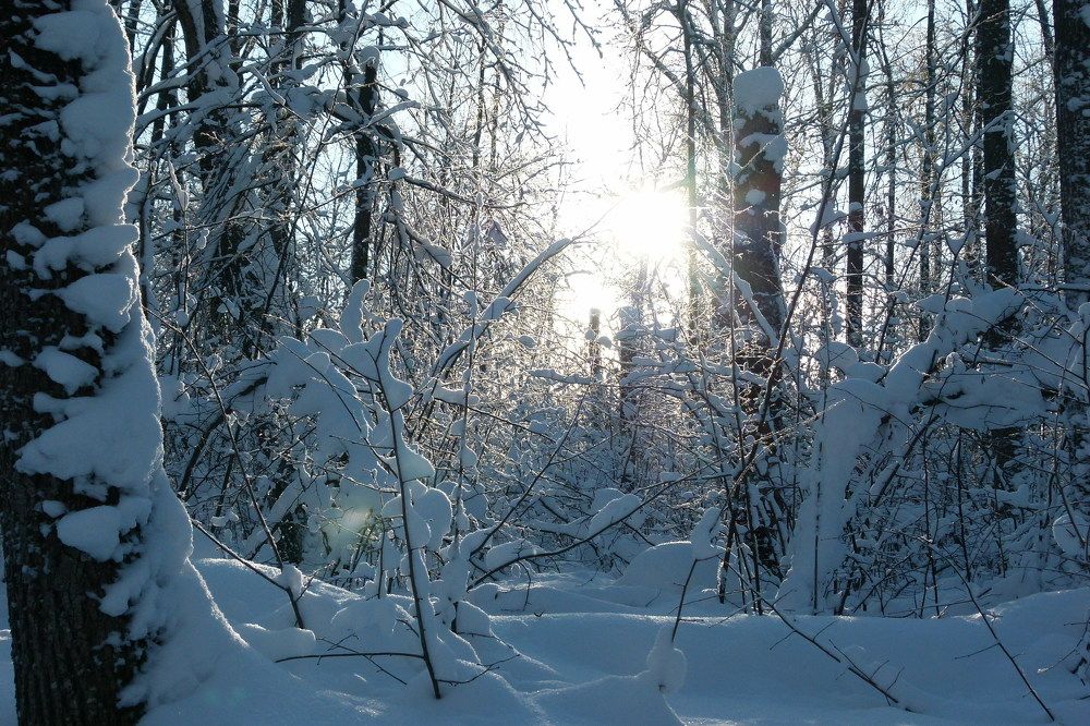 Зимний лес в лучах вечернего солнца..