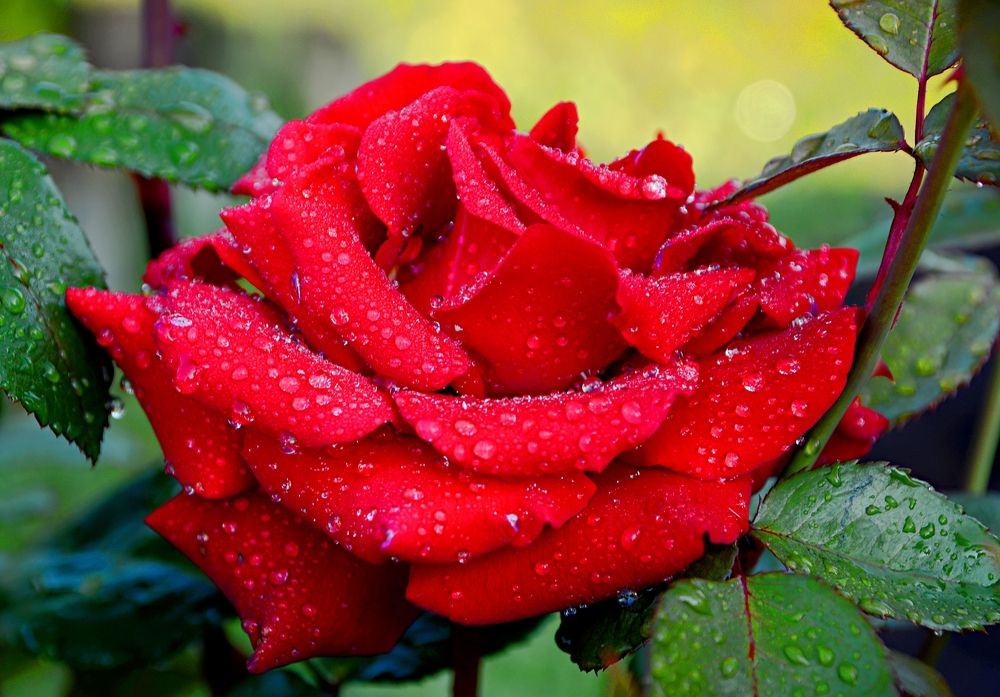 Photograph by Алексей Епишин