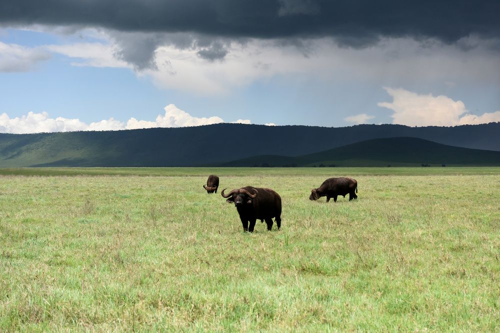 Гроза и буйволы