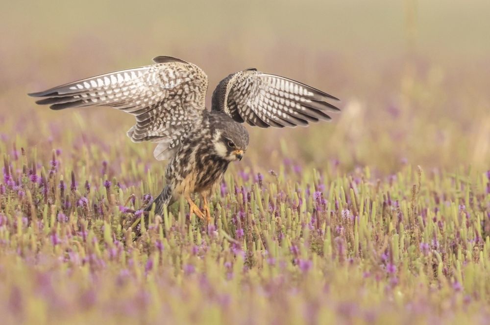 Photograph by Nilesh Tandel