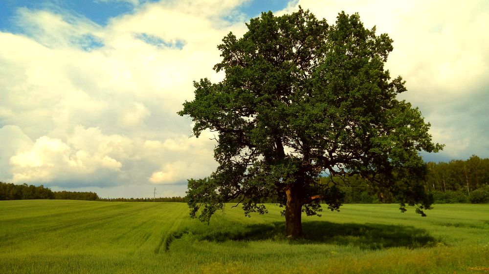 Photo #6980327