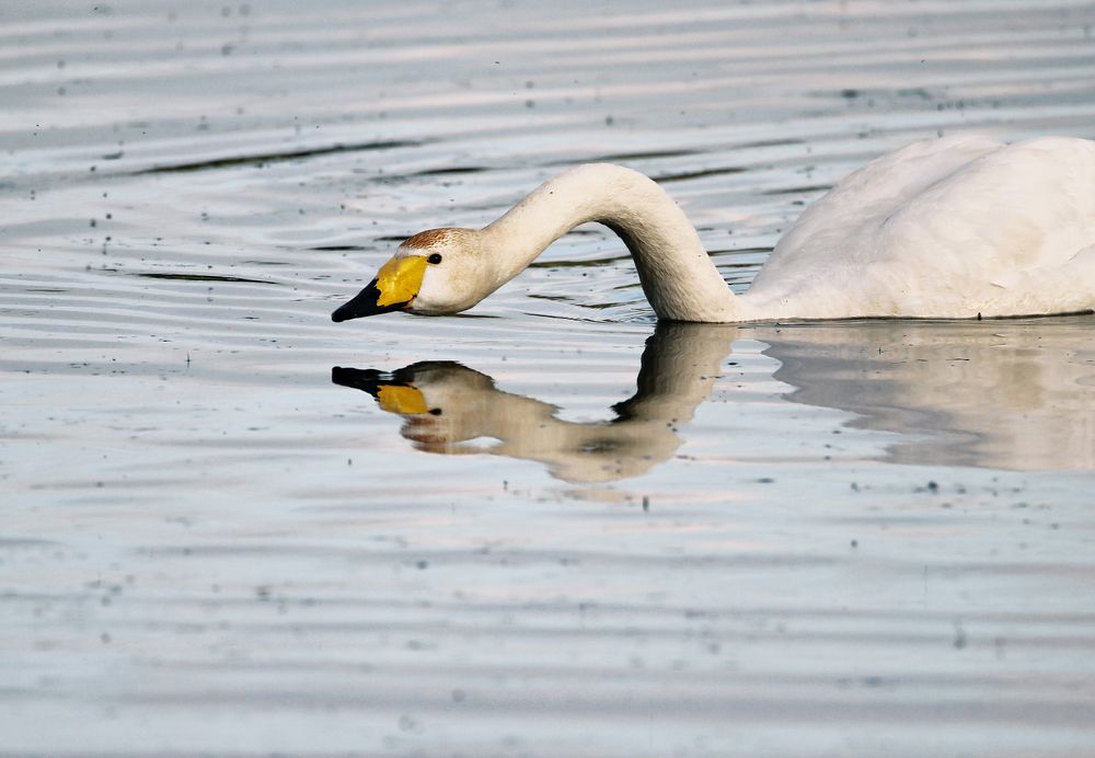 Photograph by Anna Suchcicka