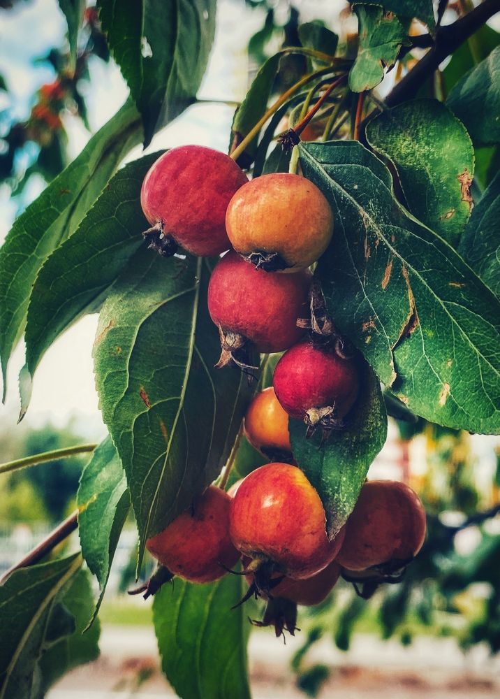 Дикие яблочки