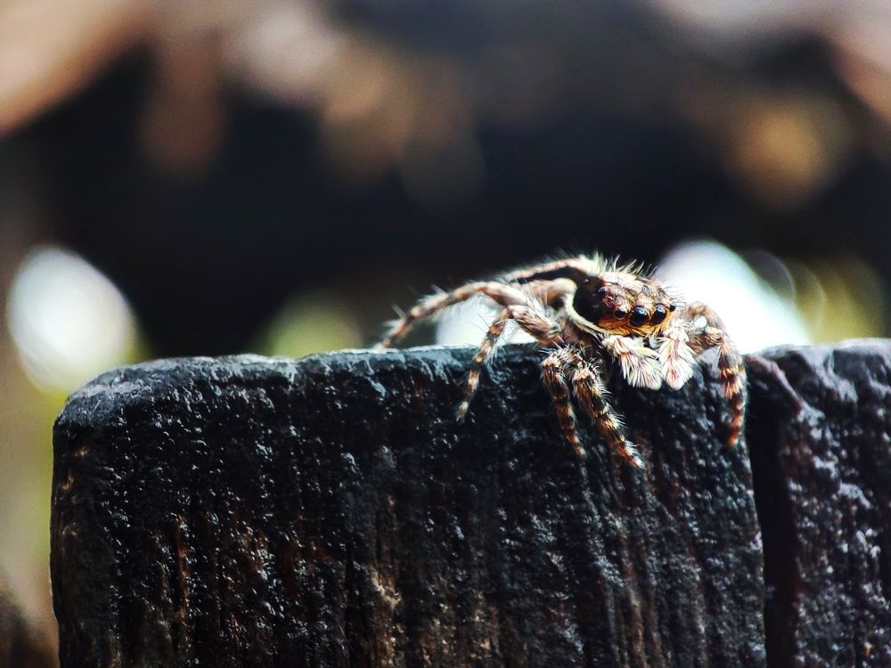 Photograph by Buddhika Dinuranga