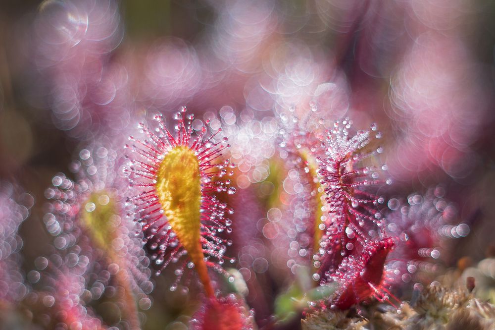 Photograph by Светлана Давыдова