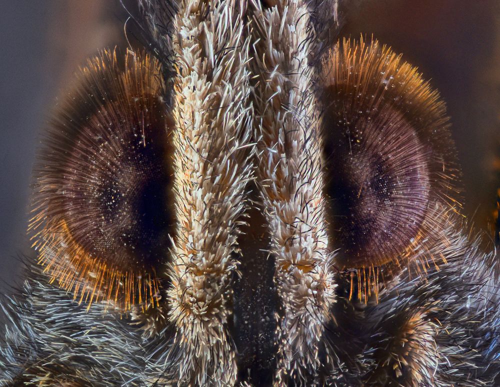 Aglais urticae