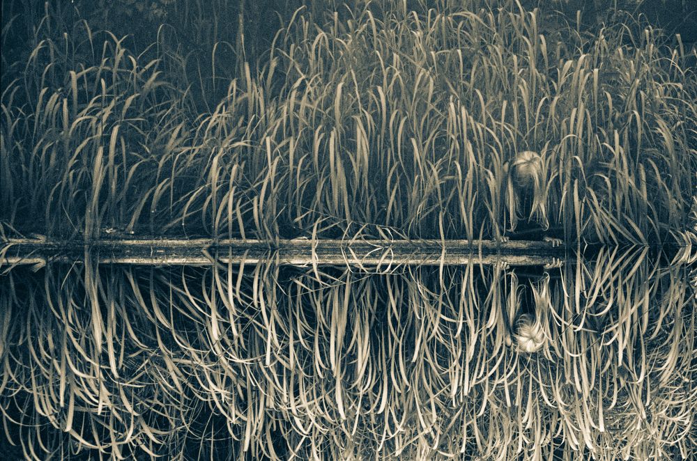 Photograph by Veronika Trubnikova