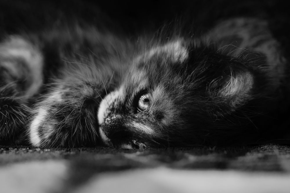 Photograph by Иван Кондырев