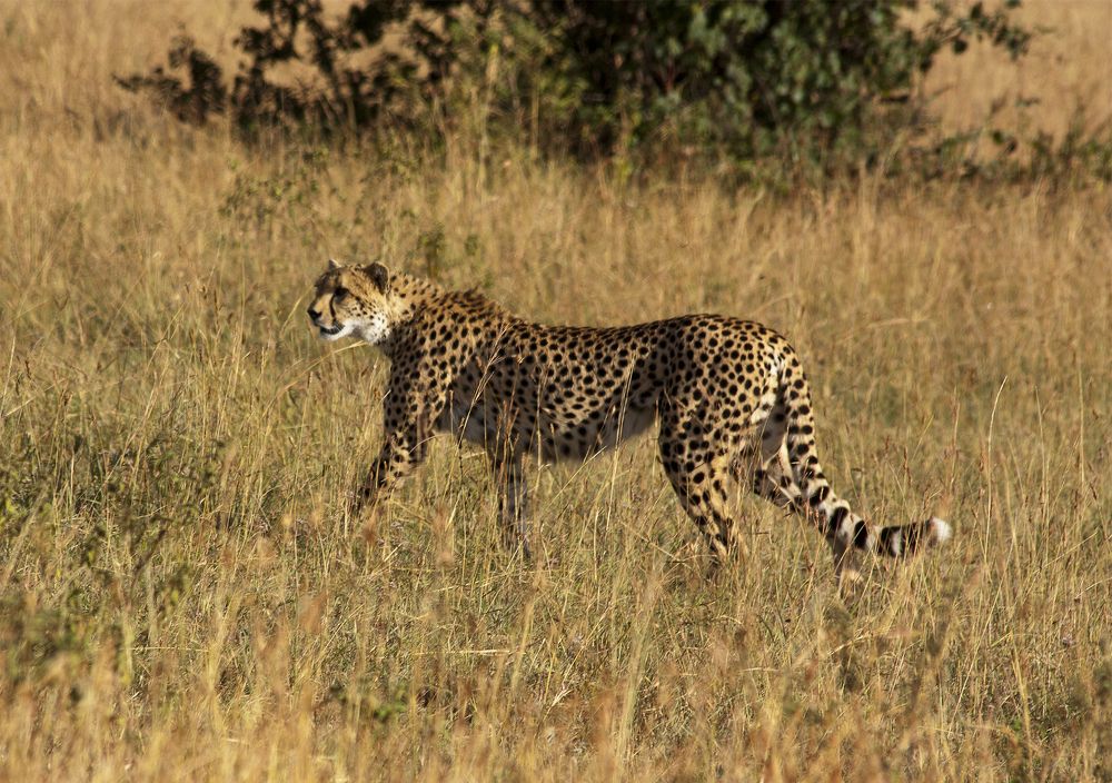 Cheetah  prying in savannah
