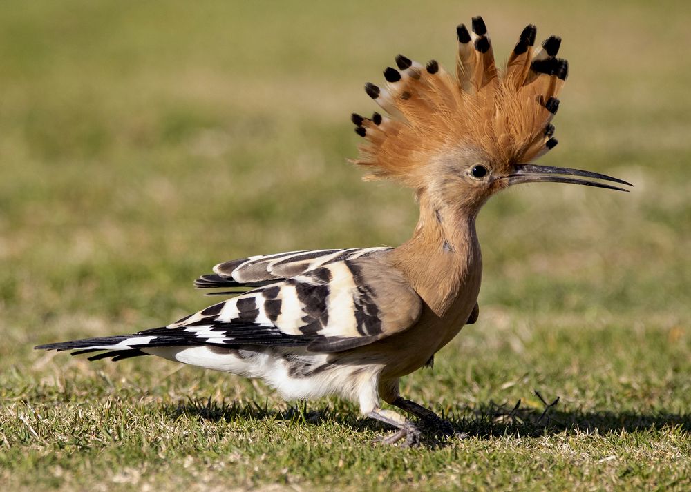 Photograph by Светлана Барабанщикова
