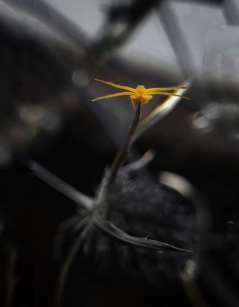 Photograph by Елена Твардовськая