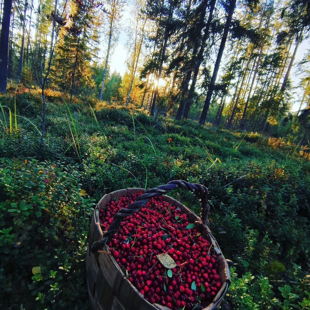 Photograph by НИВА и Мотоблок