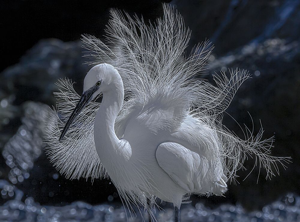 Crested Egret.