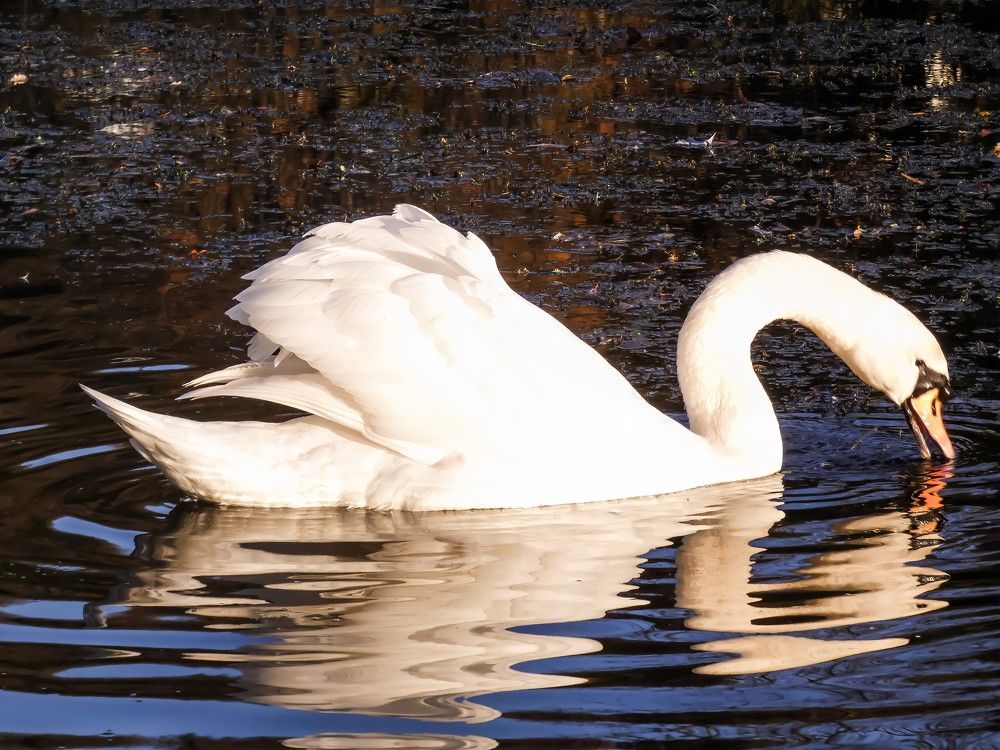 Фотография автора Michael Gault