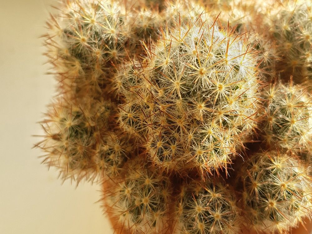 Фотография автора Марина Маллаева