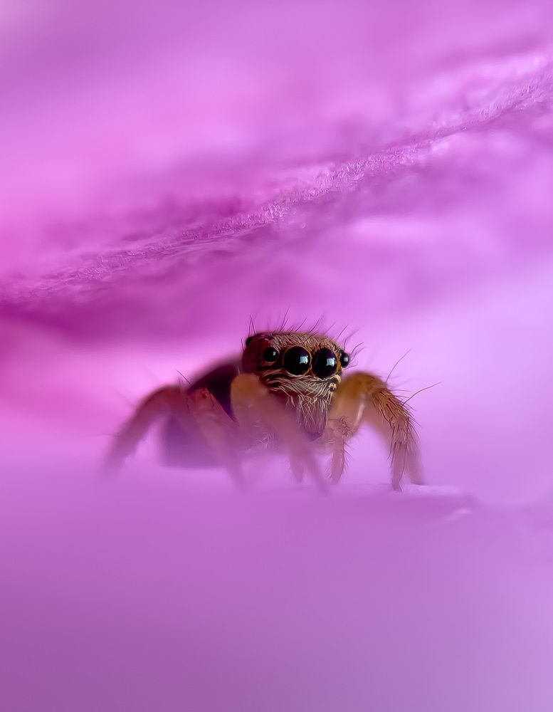 Photograph by Prasanth V