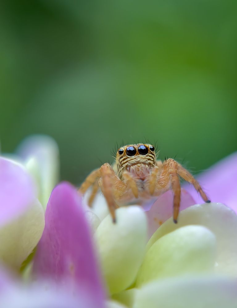 Photograph by Prasanth V