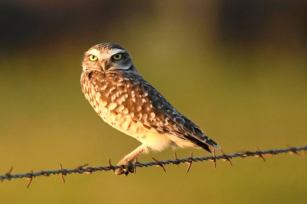 Photograph by Morring David