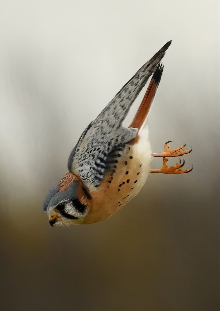 Photograph by Morring David