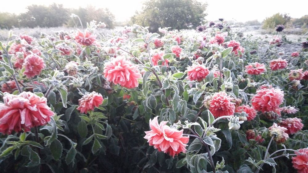 Первый заморозок