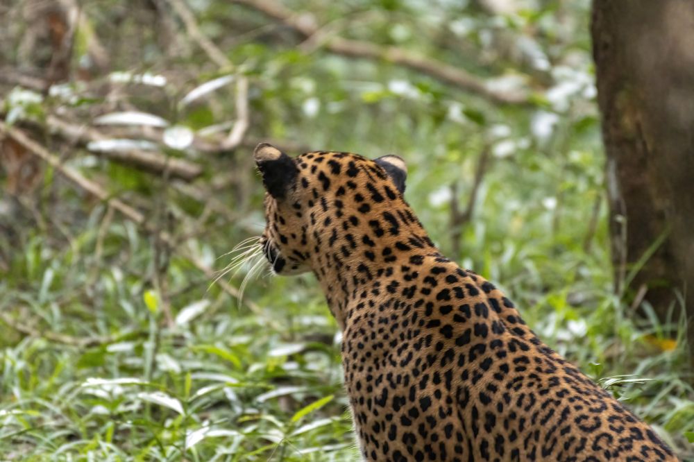 Photograph by M.I.M. Mahir