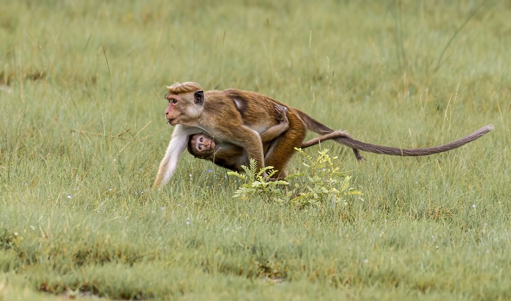 Photograph by M.I.M. Mahir