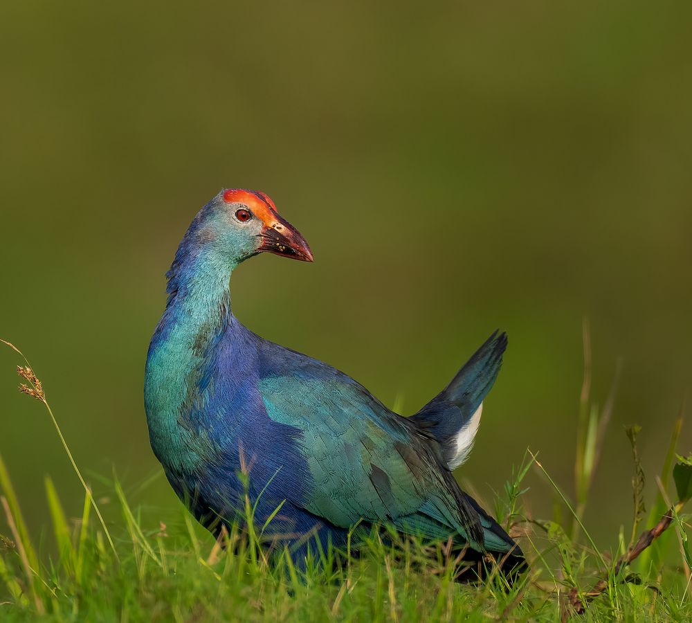 Photograph by Bristow Joseph