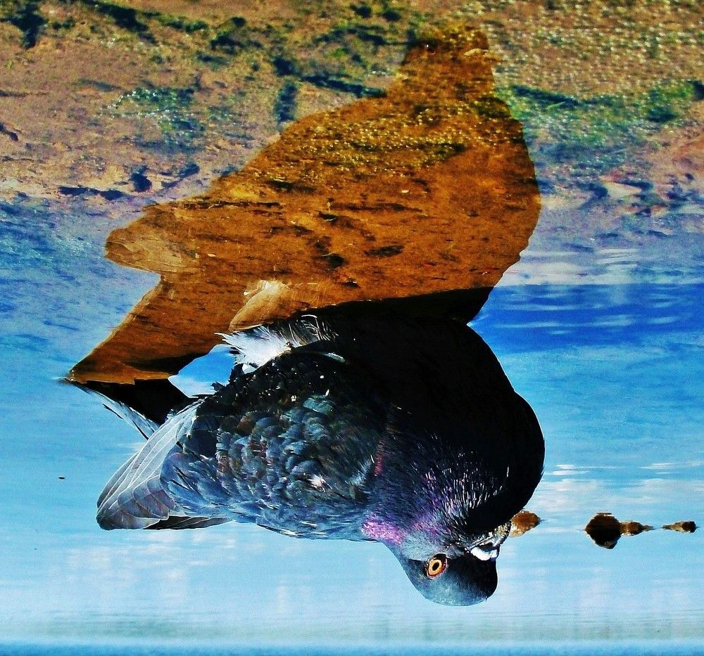 ЗАЗЕРКАЛЬЕ