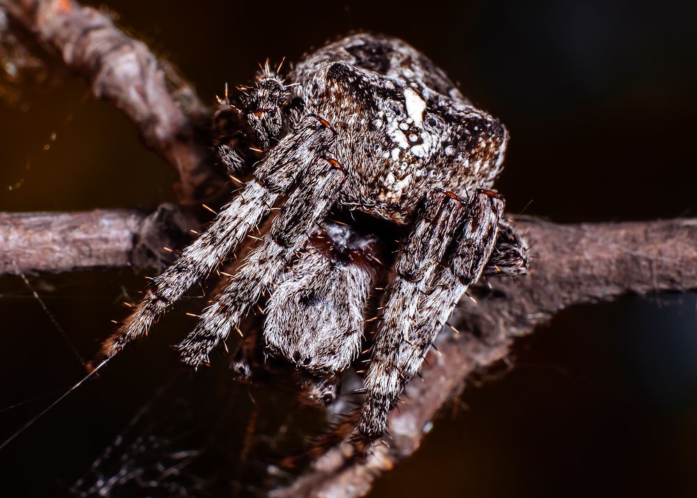 Photograph by Олег Зальвовский