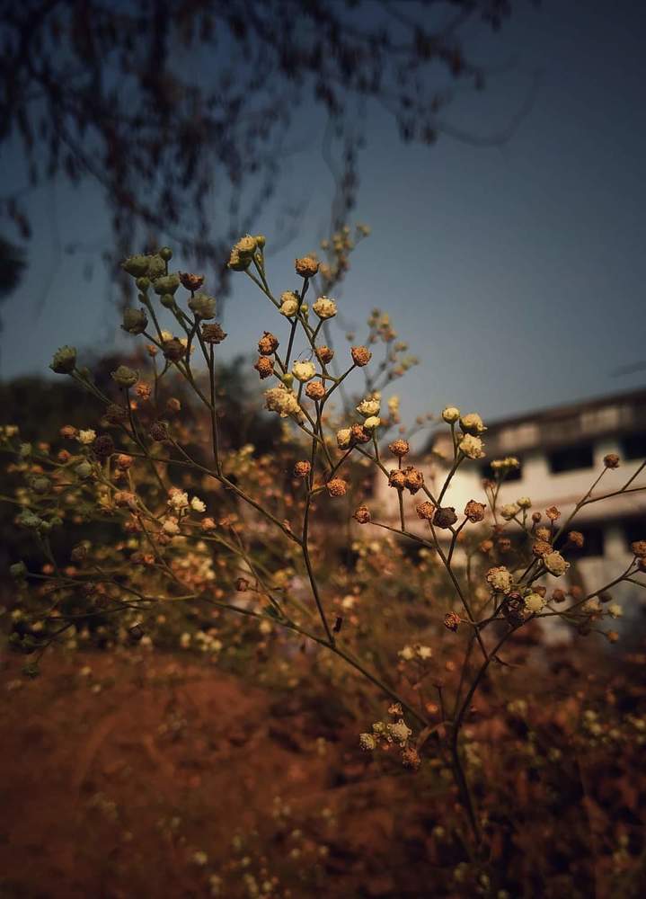 Photograph by Amrapali Dey