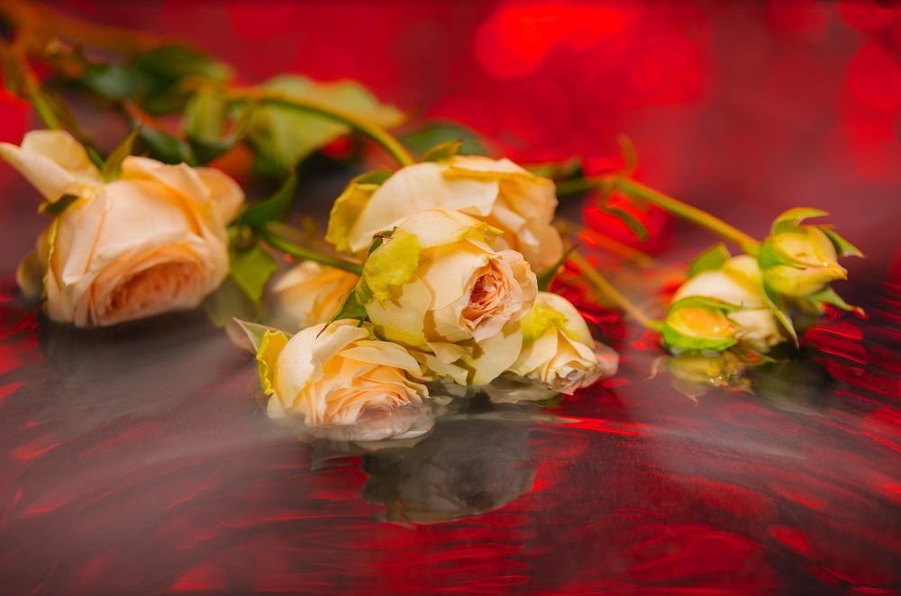 Photograph by Дмитрий Чечулин