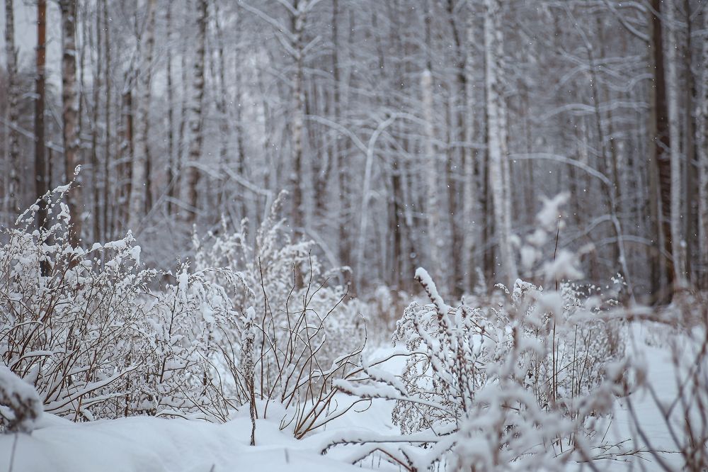 Photograph by Светлана Болотнова