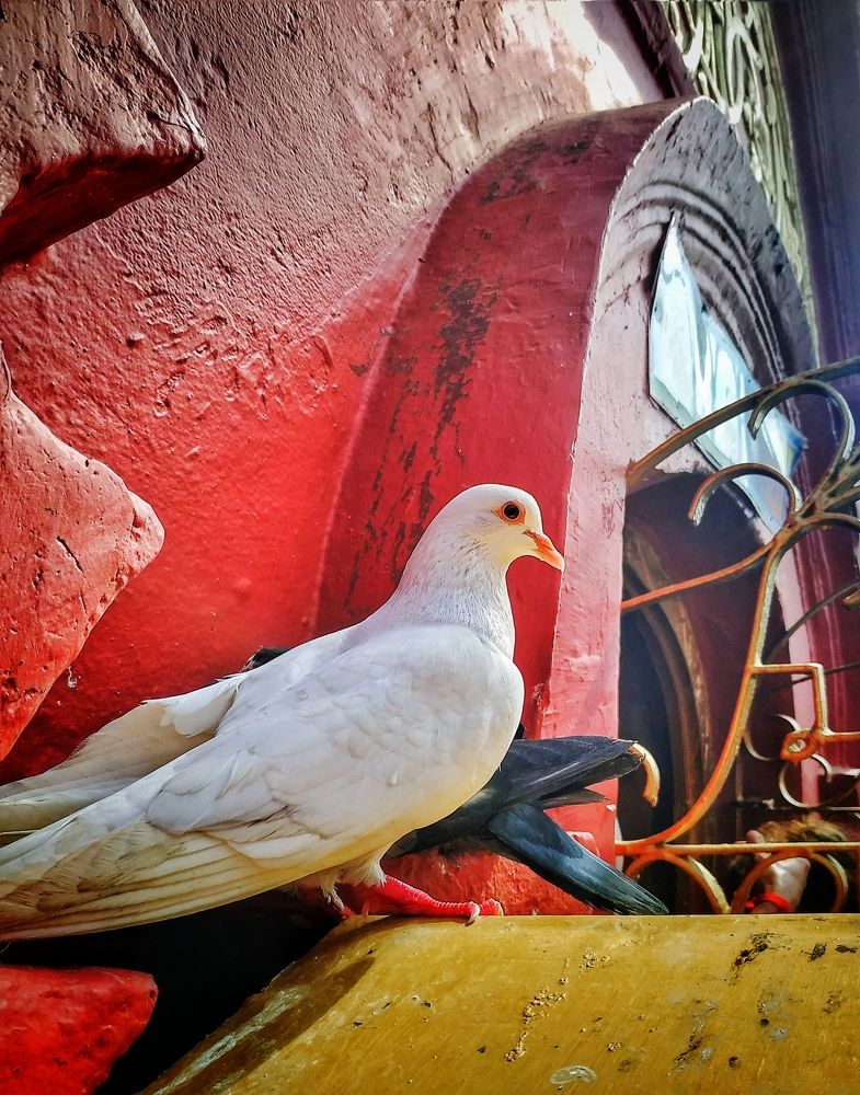 Bird's Eye