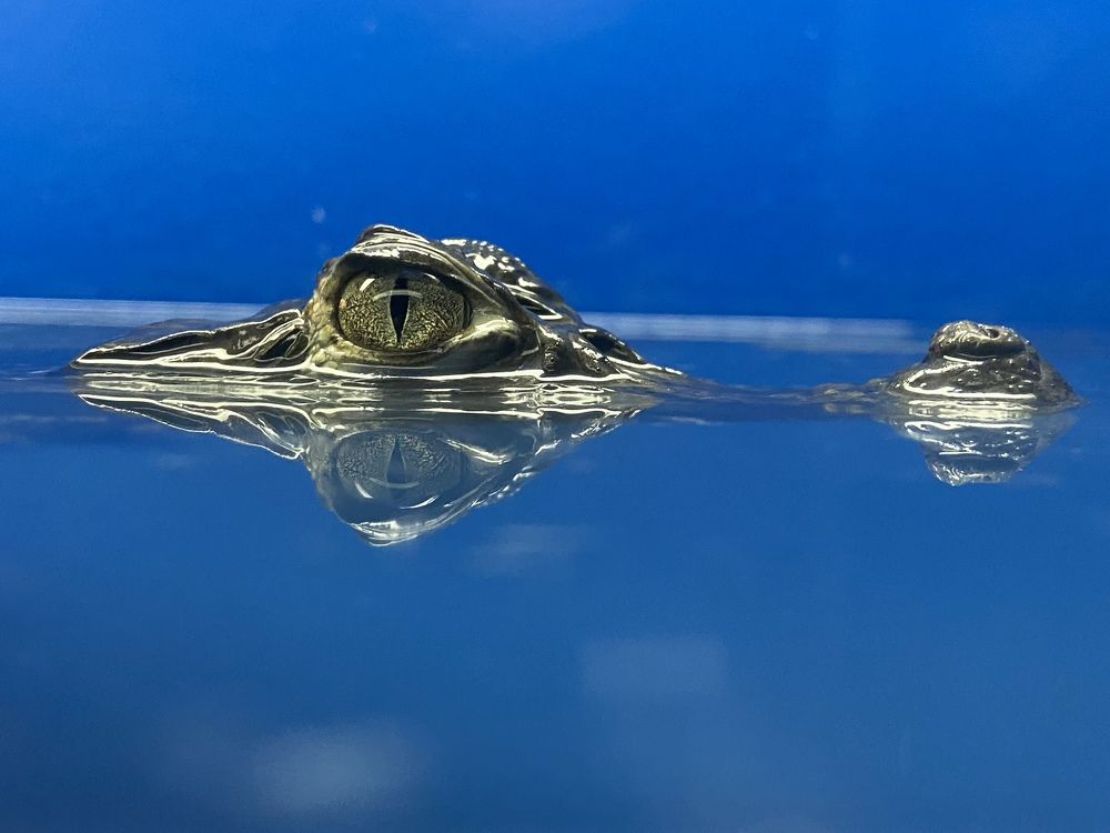 Взгляд каймана