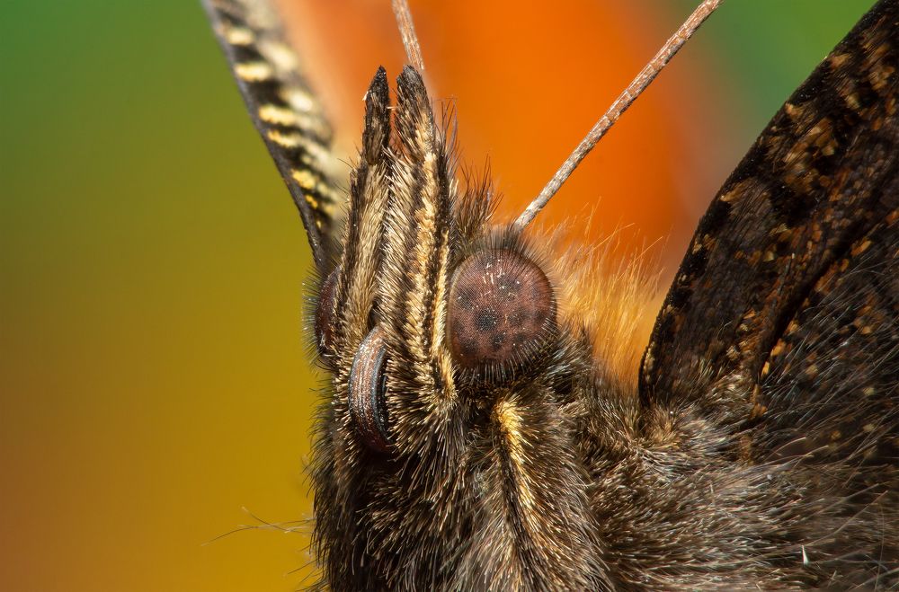 Photograph by Сергей Беляевский