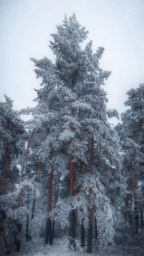 Photograph by Денис Шамров