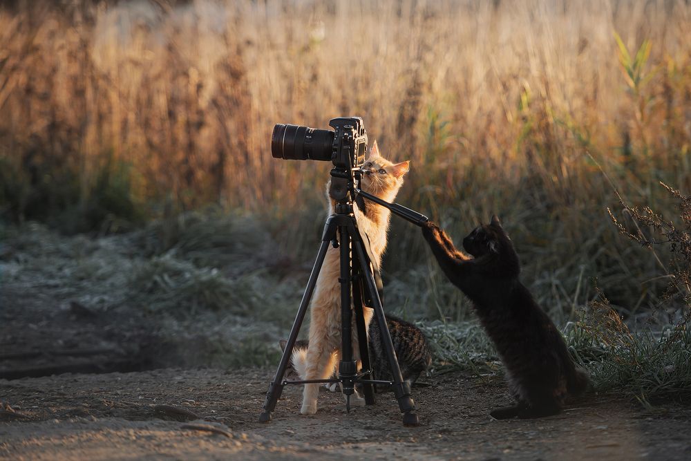 Коты-фотографы