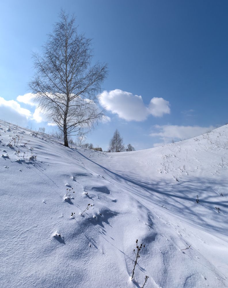 Береза на семи ветрах