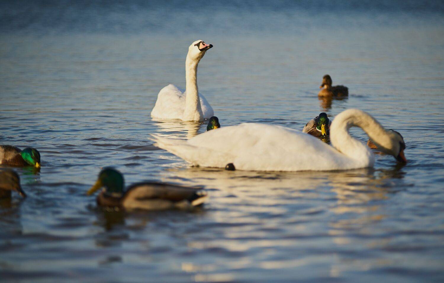 Фотография #6984676