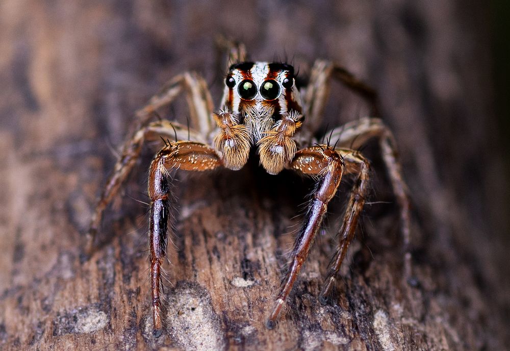 Photograph by Pinak Paul