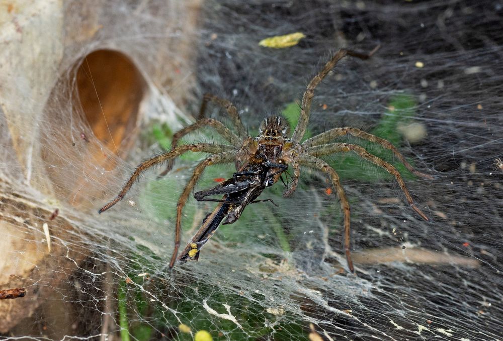 Photograph by Pinak Paul