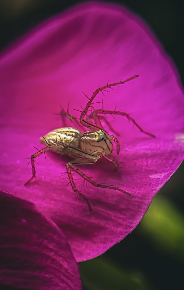 Photograph by Ekra Tasfia