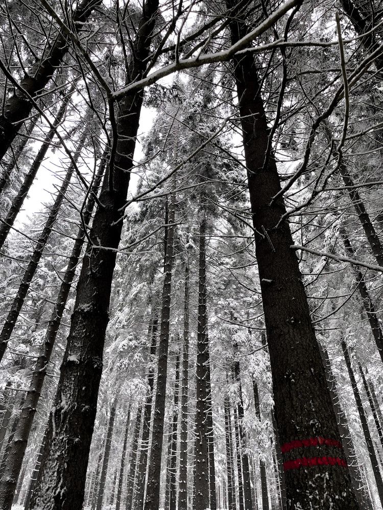 Photograph by Алина Шевченко