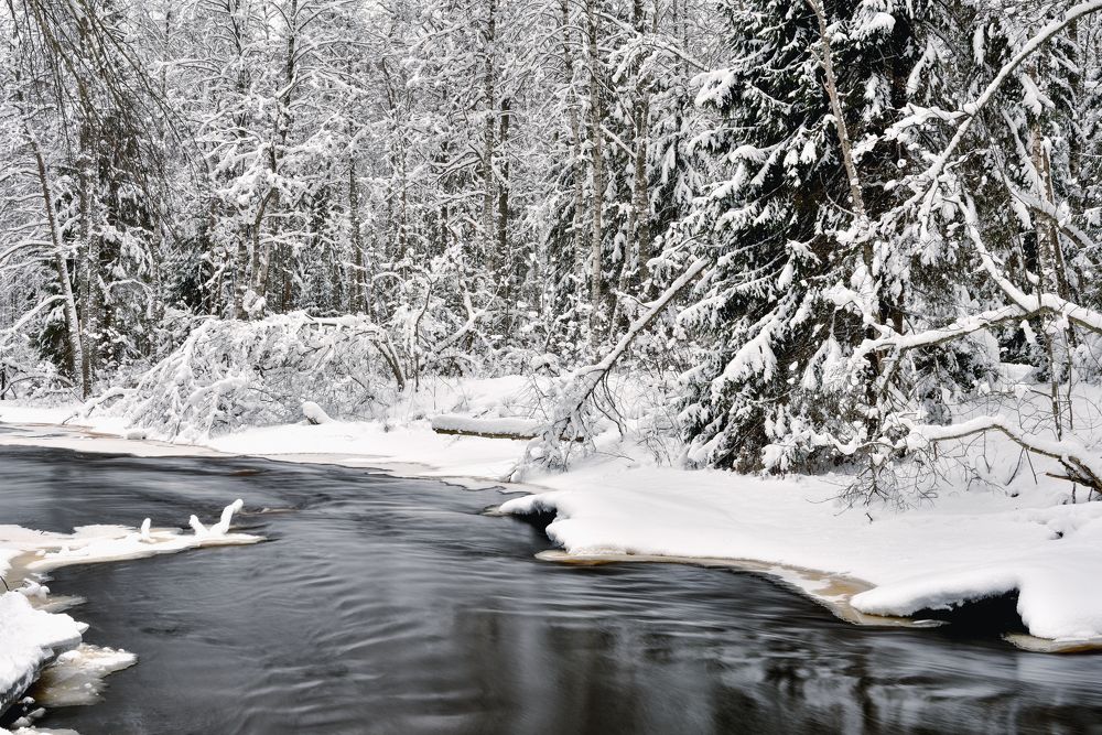 Зимняя роща