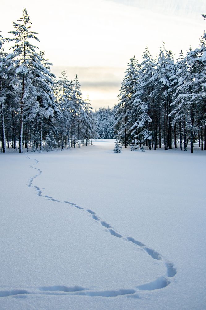 Фотография автора Татьяна Степанова