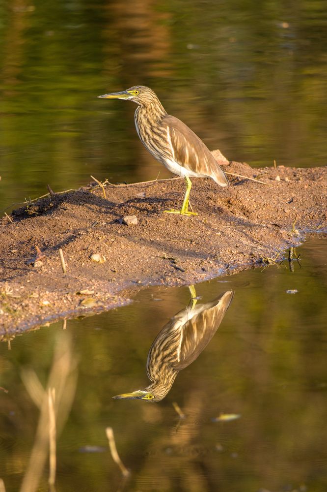 Photograph by Abhishek Sriramula