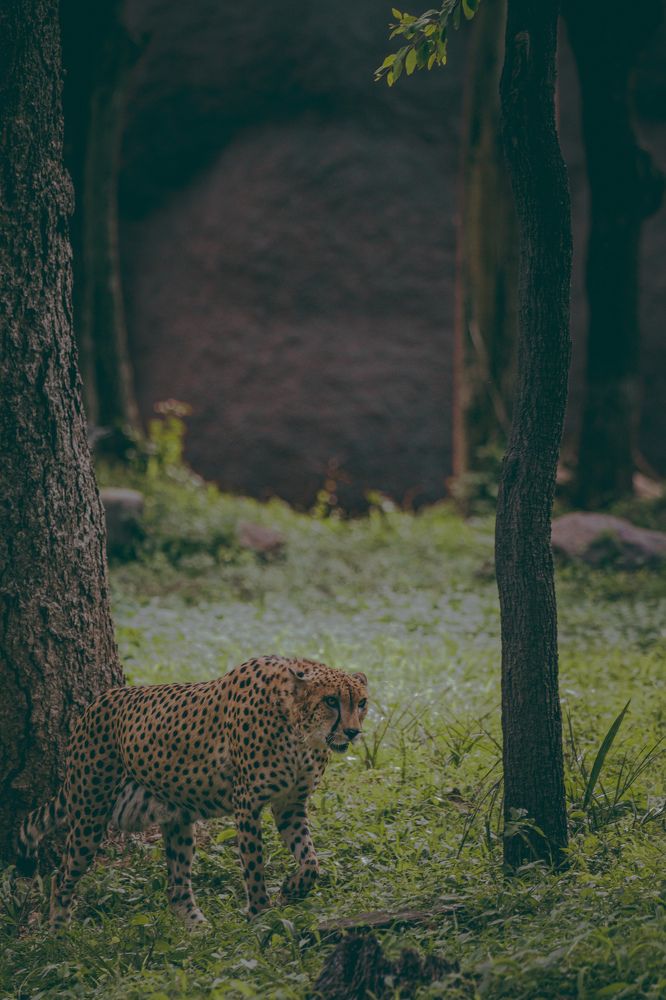 Photograph by Abhishek Sriramula