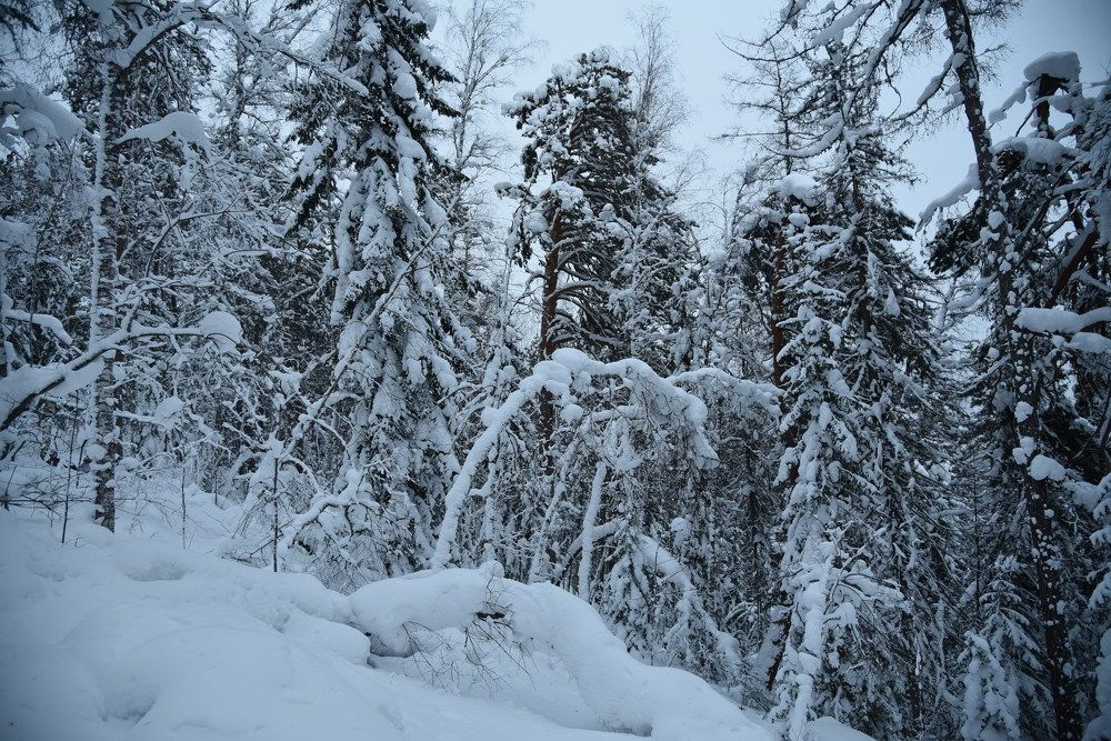 Photograph by Людмила Воропаева