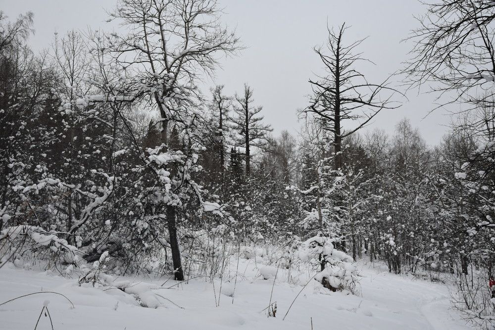 Photograph by Людмила Воропаева