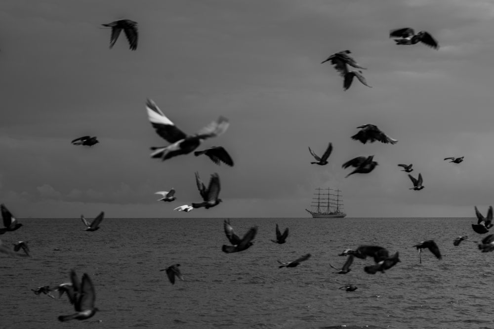 А птицы летят и летят